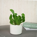 Bird's Nest Fern in Ceramic Pot - Corporate Gifts