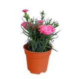 Carnation Plant