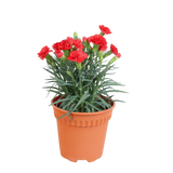 Carnation Plant