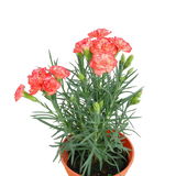 Carnation Plant