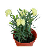 Carnation Plant