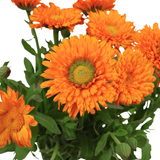Calendula (Holland)