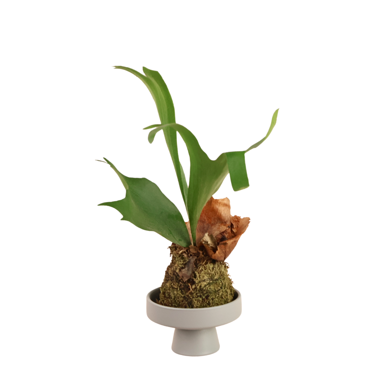Platycerium Bifurcatum| JM Flower