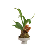 Platycerium Bifurcatum