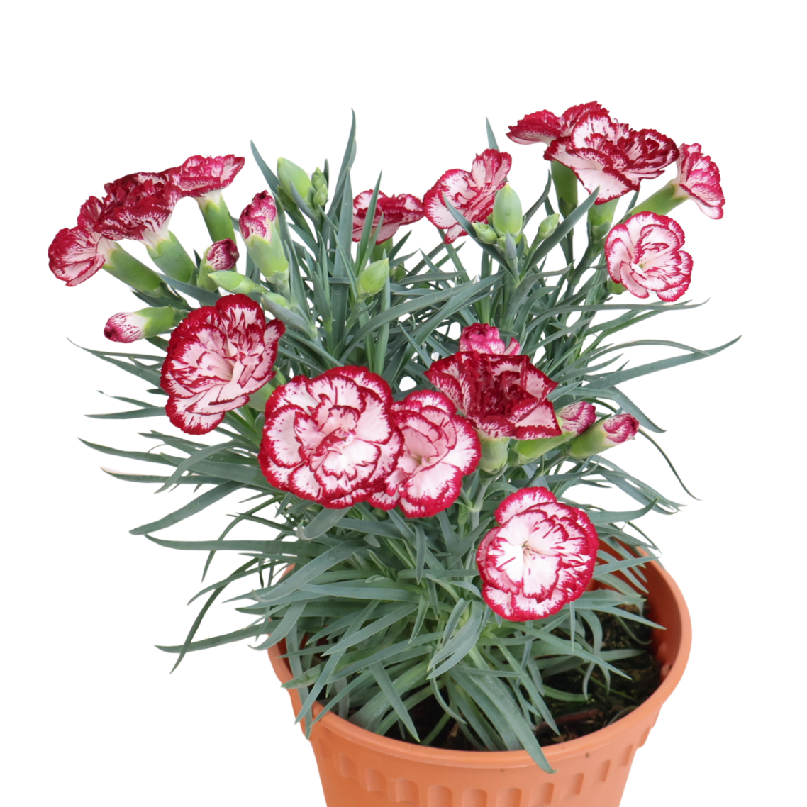 Carnation Plant