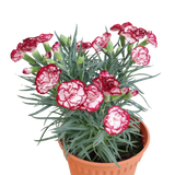 Carnation Plant