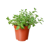 Herbaceous plant in flowerpot.