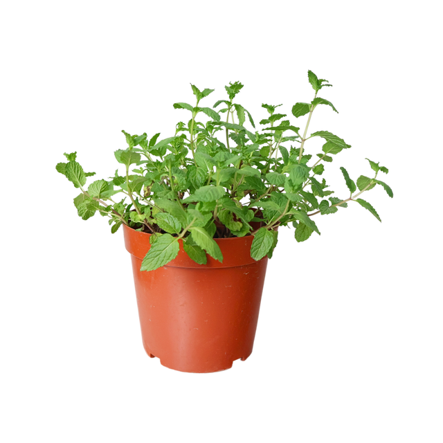 Herbaceous plant in flowerpot.