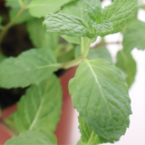 Peppermint Plant (Mint)