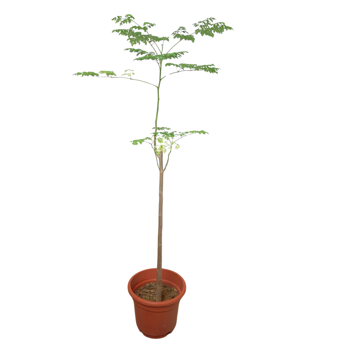 Geraniums in natural material flowerpot.