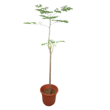 Geraniums in natural material flowerpot.