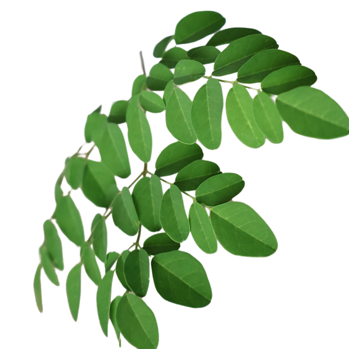 Moringa Oleifera
