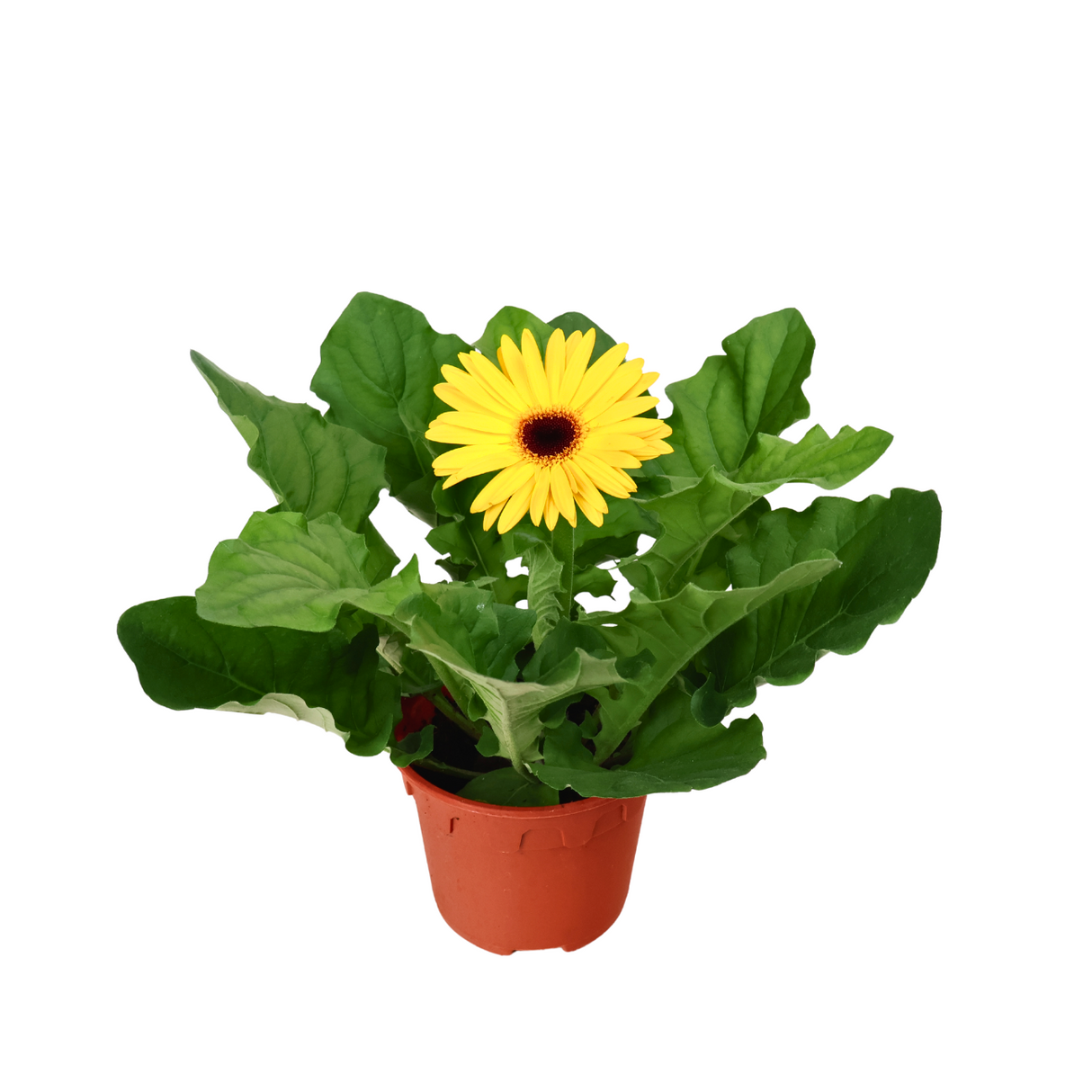 Gerbera Plant