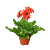 Gerbera Plant