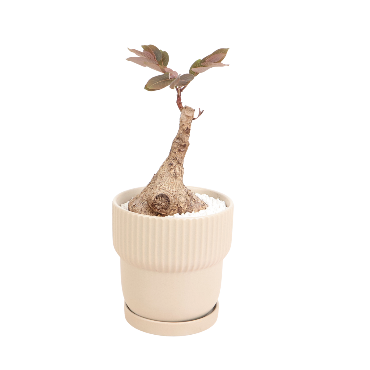 Ceramic bonsai with geraniums in flowerpot.