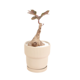 Ceramic bonsai with geraniums in flowerpot.