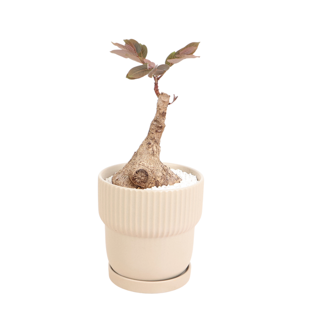 Ceramic bonsai with geraniums in flowerpot.