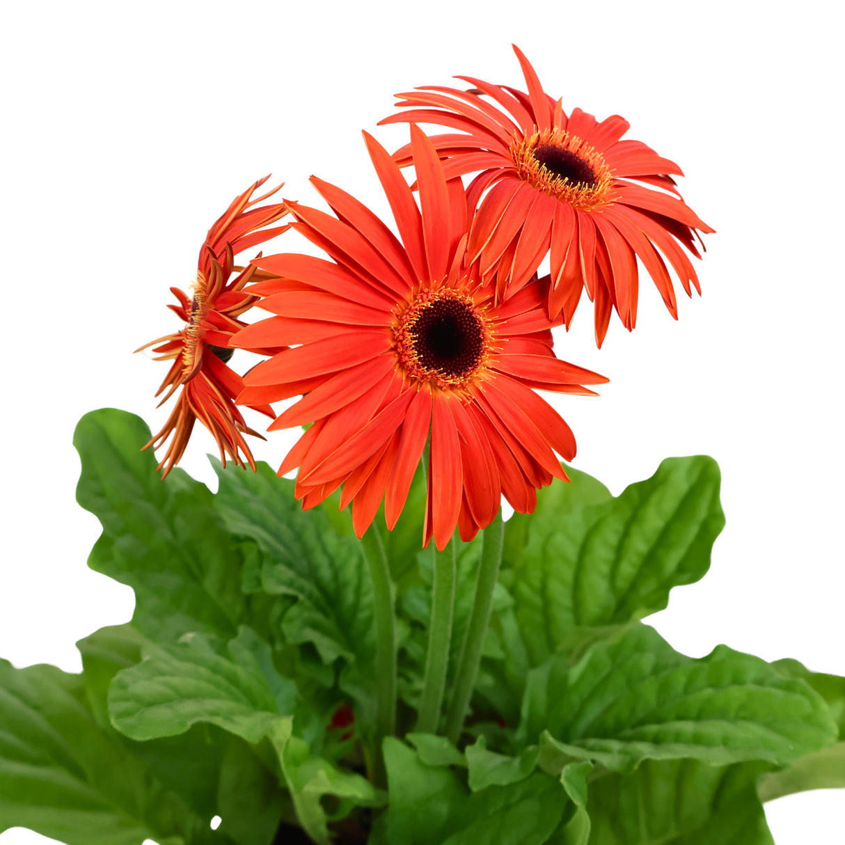 Gerbera Plant