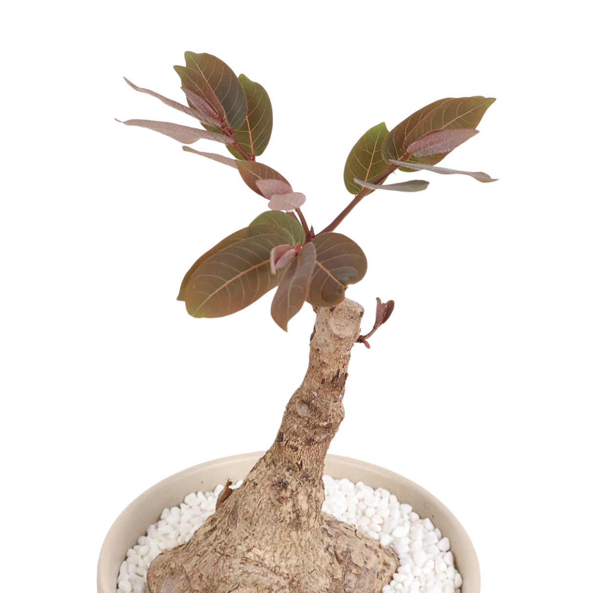 Phyllanthus Mirabilis Bonsai in Ceramic Pot