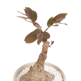 Phyllanthus Mirabilis Bonsai in Ceramic Pot