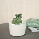 Mini Succulent in Ceramic Pot - Corporate Gifts