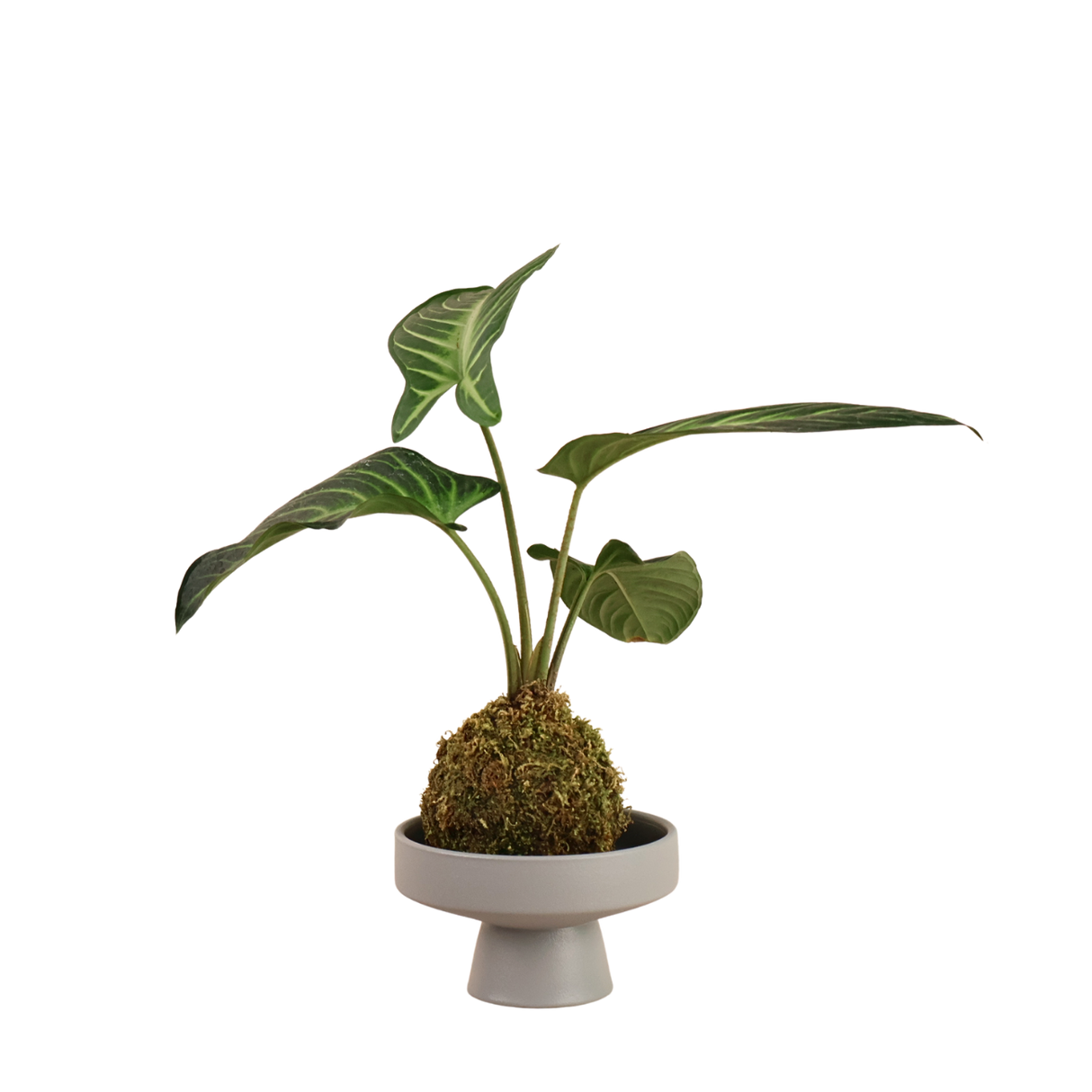 Caladium Kokedama