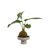 Caladium Kokedama