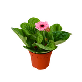 Gerbera Plant