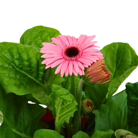 Gerbera Plant