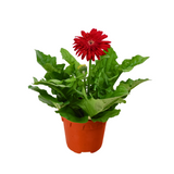 Gerbera Plant