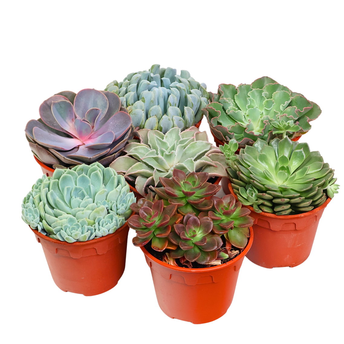 Echeveria Succulent 10.5cm Pot - Assorted