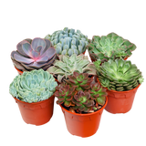 Echeveria Succulent 10.5cm Pot - Assorted