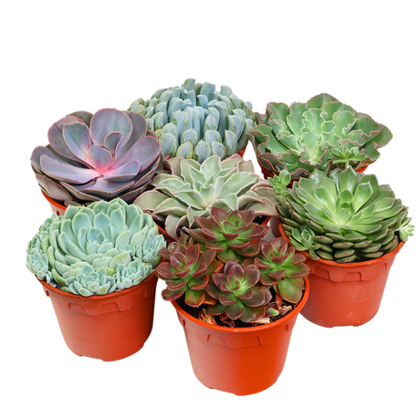 Echeveria Succulent 10.5cm Pot - Assorted