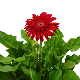 Gerbera Plant