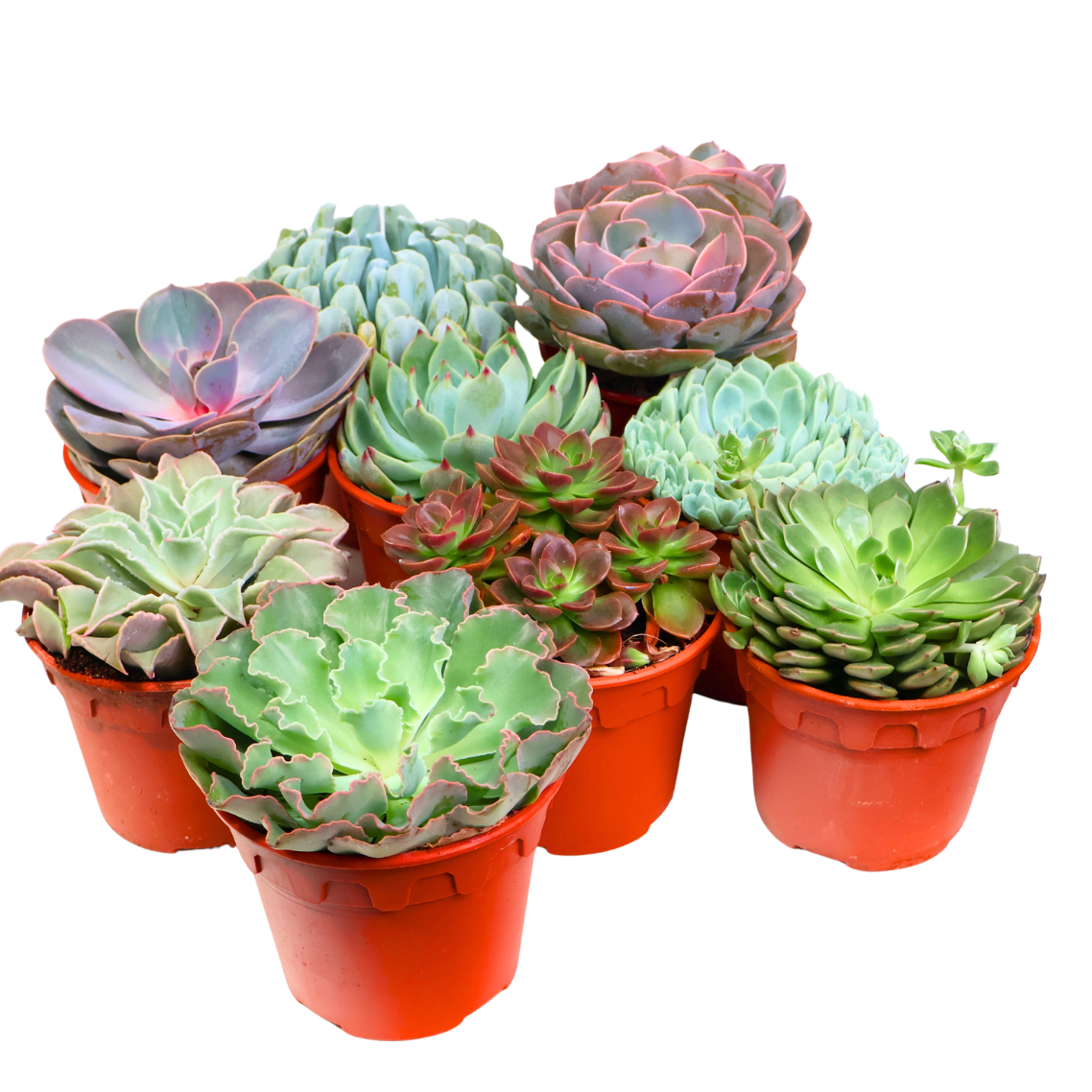 Echeveria Succulent 10.5cm Pot - Assorted