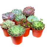 Echeveria Succulent 10.5cm Pot - Assorted