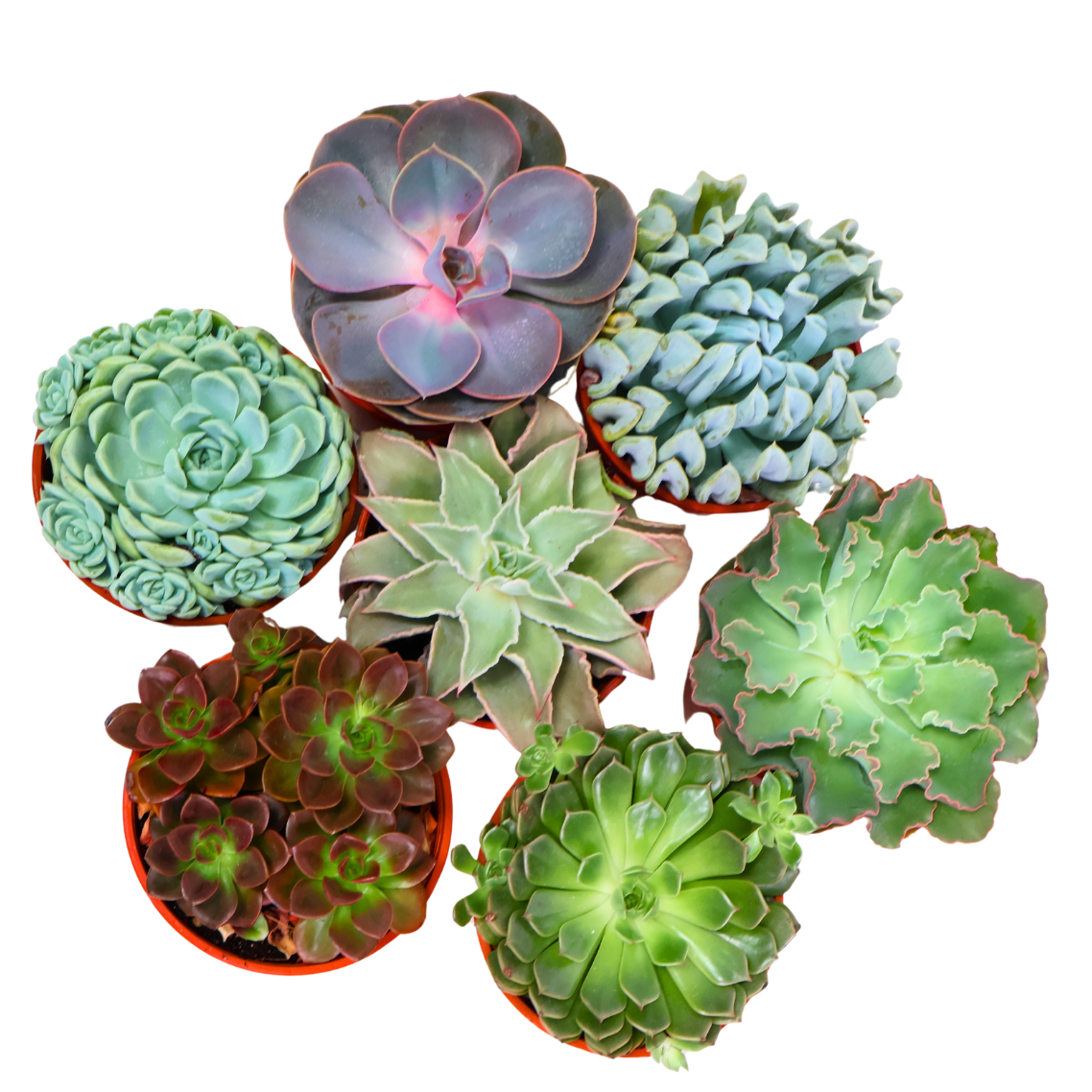 Echeveria Succulent 10.5cm Pot - Assorted