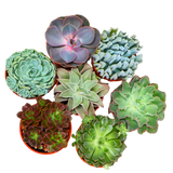 Echeveria Succulent 10.5cm Pot - Assorted