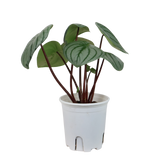 Peperomia Argyreia (Watermelon Peperomia)