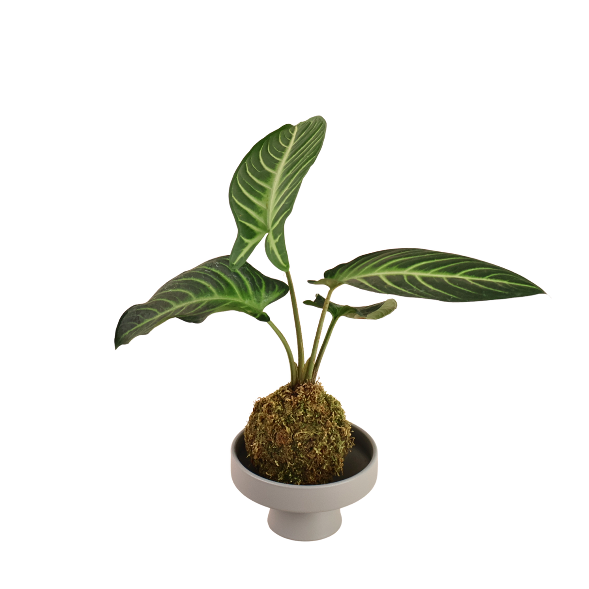 Caladium Kokedama