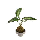 Caladium Kokedama
