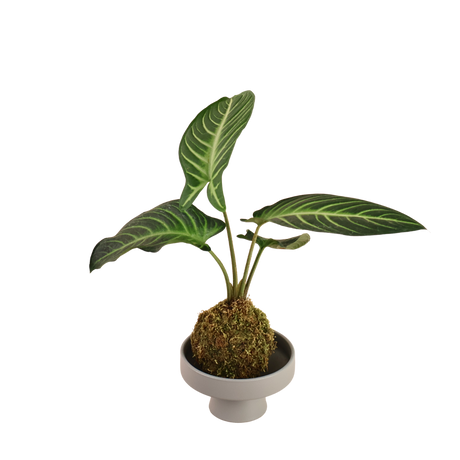 Caladium Kokedama