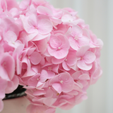 Blush Elegance (Hydrangea) - Table Flower Arrangement