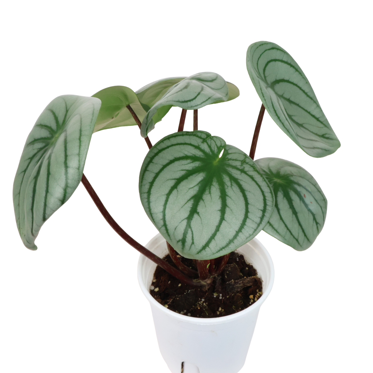 Peperomia Argyreia (Watermelon Peperomia)