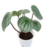 Peperomia Argyreia (Watermelon Peperomia)