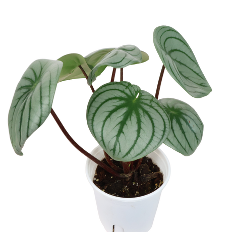 Peperomia Argyreia (Watermelon Peperomia)