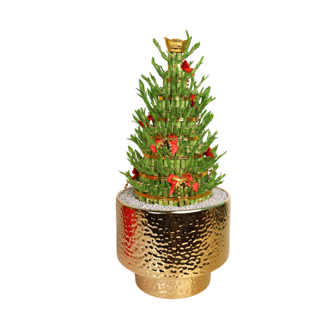 CNY Lucky Bamboo 8 Layer in Ceramic Pot