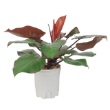 Philodendron Red-leaf
