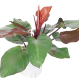 Philodendron Red-leaf
