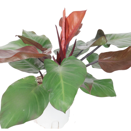 Philodendron Red-leaf